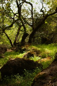 grassy_rocks