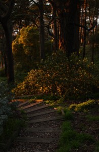 steps