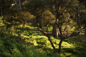 sunny_trees
