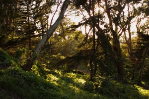 sunny_trees2