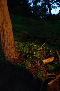 tree_shadow